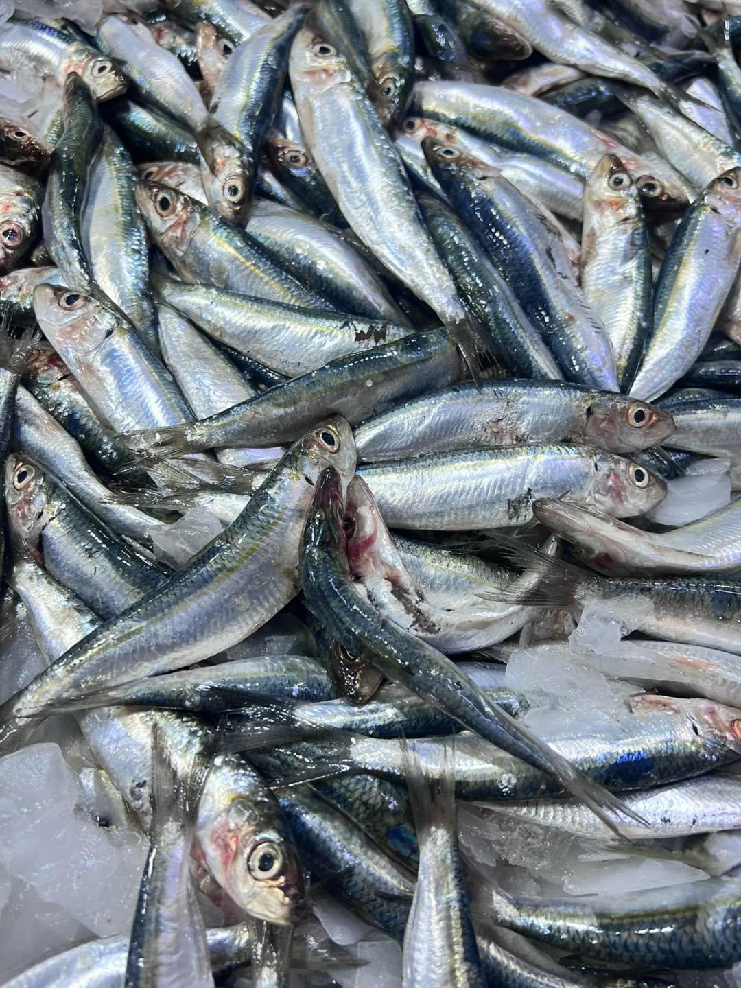 Sardine
